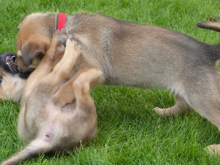 chinook dog